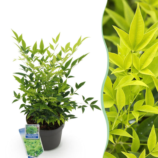 Green boutiQ - Tuinplant - Nandina Lemon & Lime - Geel - 1 Plant - Groenblijvend - Weinig Onderhoud - Pot 17cm Hoogte 45cm