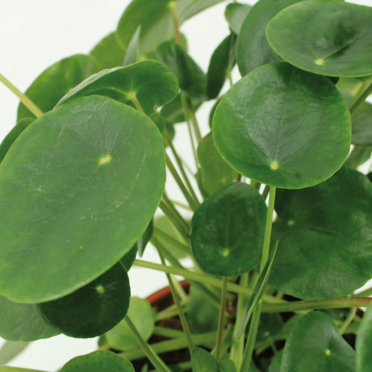 2x Pilea Peperomiodes - Pannekoekenplant - 25cm - ø15
