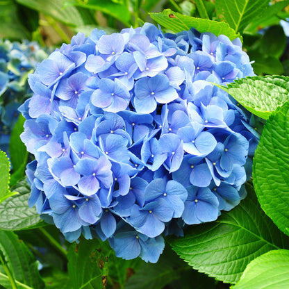 Green boutiQ - Hortensia - Hydrangea macrophylla Blauw - Bloem Blauw - 3 Planten - 1m2 - Bladverliezend - Weinig Onderhoud - Pot 17cm Hoogte 30cm