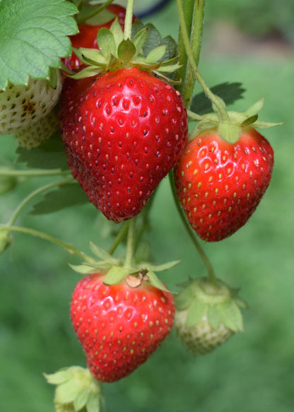Fragaria x ananassa Delizzimo - Aardbei - Ø13cm - ↕45cm