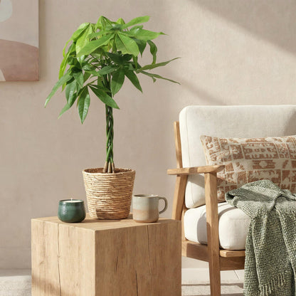 Green BoutiQ - Green is... Kamerplanten - Pachira Aquatica gevlochten stam - Geldboom - Weinig onderhoud - met mand - Groen - 1 Plant - Pot 21cm - Hoogte 80-90cm