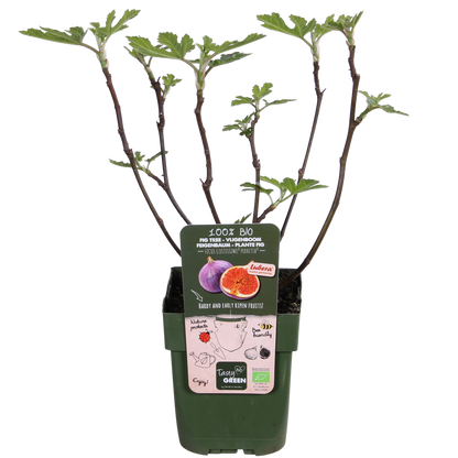 Ficus Gustissimo Perretta - Ø13 - ↨45cm