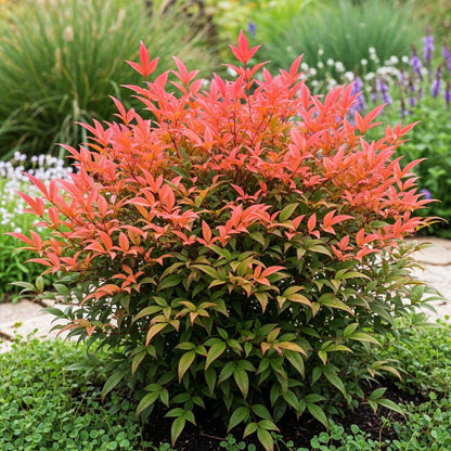 Green boutiQ - Tuinplant - Nandina Obsessed - Rood - 2 Planten - Groenblijvend - Weinig Onderhoud - Pot 17cm Hoogte 45cm