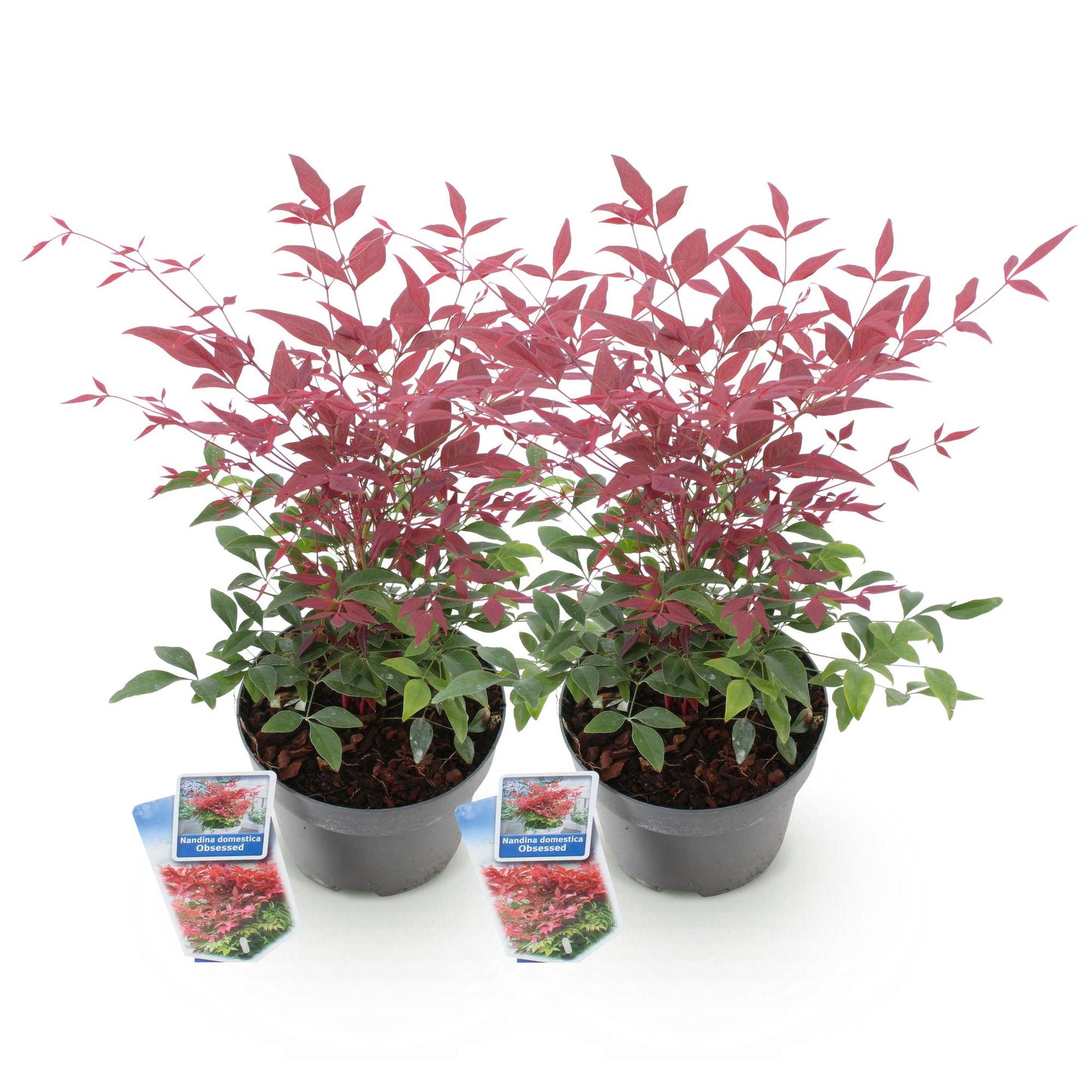 Green boutiQ - Tuinplant - Nandina Obsessed - Rood - 2 Planten - Groenblijvend - Weinig Onderhoud - Pot 17cm Hoogte 45cm