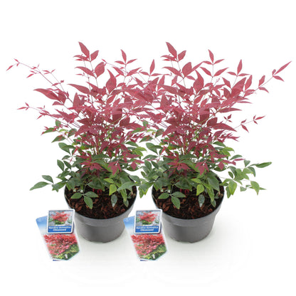 Green boutiQ - Tuinplant - Nandina Obsessed - Rood - 2 Planten - Groenblijvend - Weinig Onderhoud - Pot 17cm Hoogte 45cm