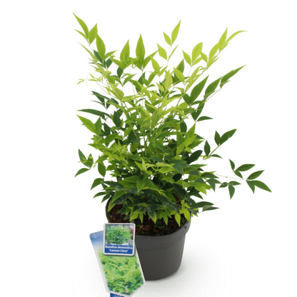 Green boutiQ - Tuinplant - Nandina Lemon & Lime - Geel - 1 Plant - Groenblijvend - Weinig Onderhoud - Pot 17cm Hoogte 45cm
