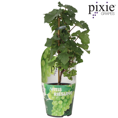 Vitis Pixie Riesling - Witte wijndruif - Ø14cm - ↕30cm - Ø14 - ↨30cm