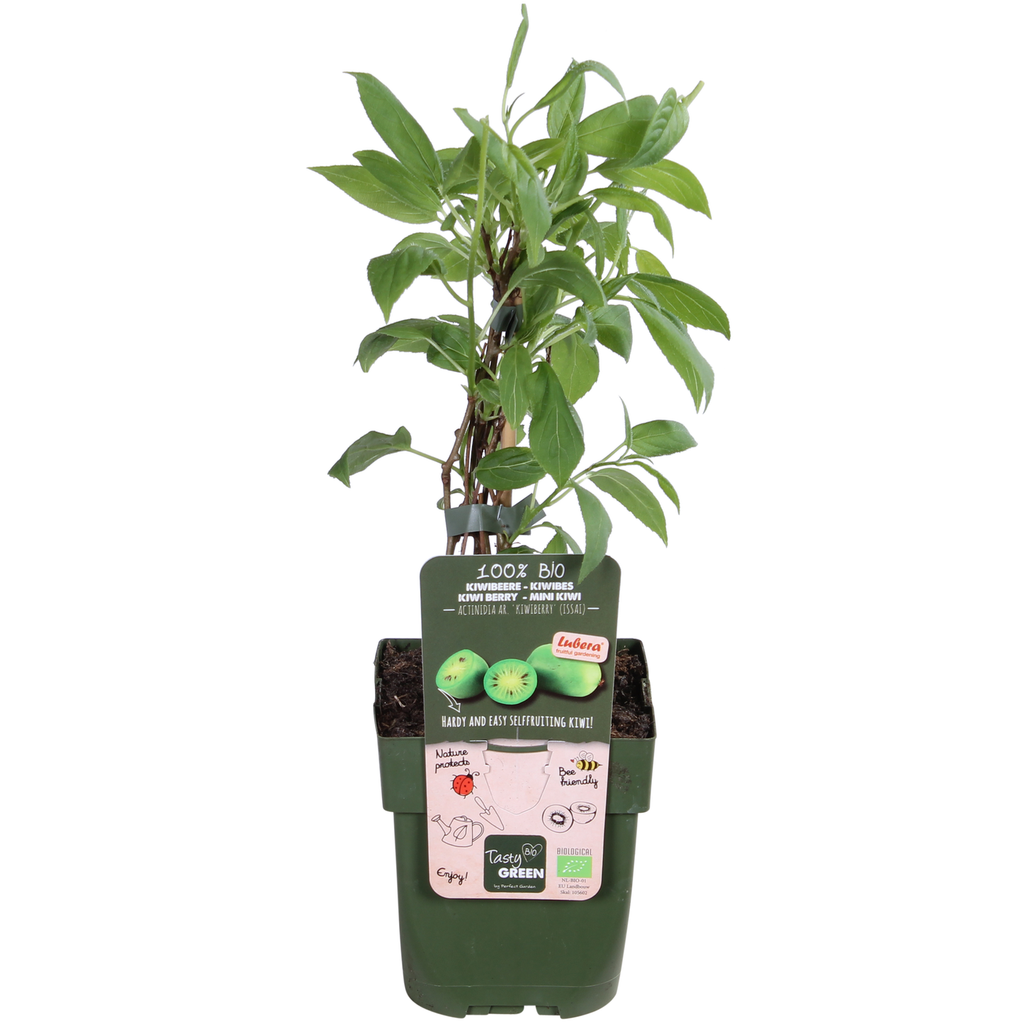 Actinidia arguta 'Issai' - Kiwibes - Ø13cm - ↕45cm