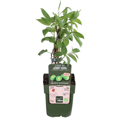 Actinidia arguta 'Issai' - Kiwibes - Ø13cm - ↕45cm