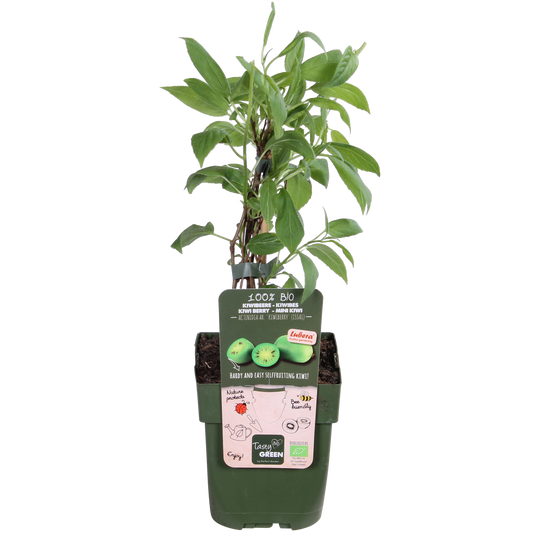 Actinidia arguta 'Issai' - Kiwibes - Ø13cm - ↕45cm