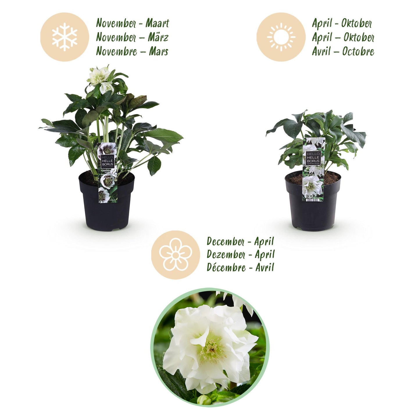 Green boutiQ - Tuinplant - Lenten Rose - Helleborus orientalis Double Ellen White - Witte Bloem -1 Plant - Groenblijvend - Pot 14cm Hoogte 35cm