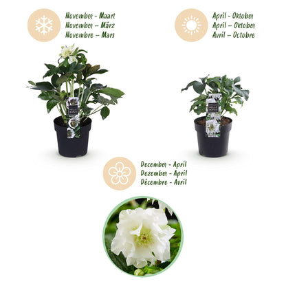 Green boutiQ - Tuinplant - Lenten Rose - Helleborus orientalis Double Ellen White - Witte Bloem -1 Plant - Groenblijvend - Pot 14cm Hoogte 35cm