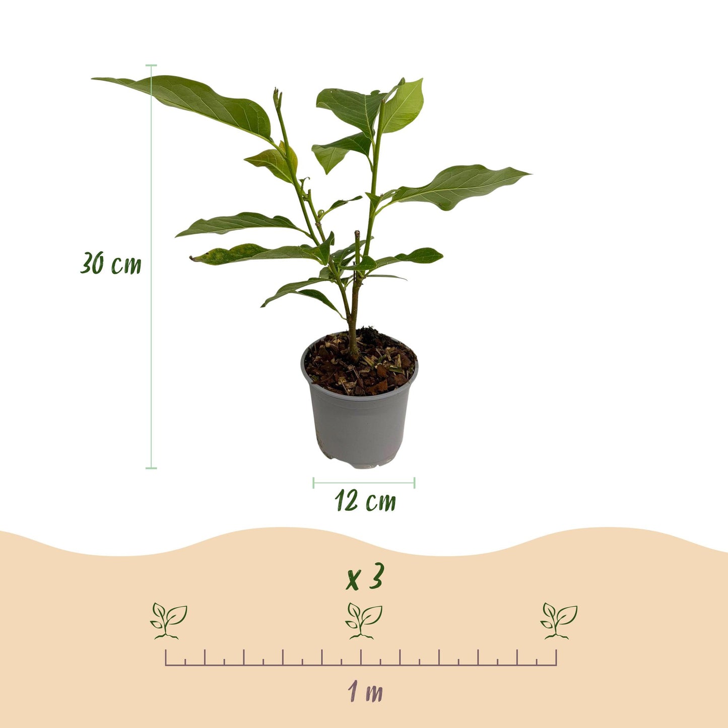 Green boutiQ - Tuinplant - Magnolia stellata - Bloem Wit - 3 Planten - Bladverliezend - Weinig Onderhoud - Pot 12cm Hoogte 30cm