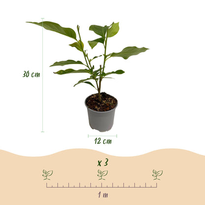 Green boutiQ - Tuinplant - Magnolia stellata - Bloem Wit - 3 Planten - Bladverliezend - Weinig Onderhoud - Pot 12cm Hoogte 30cm