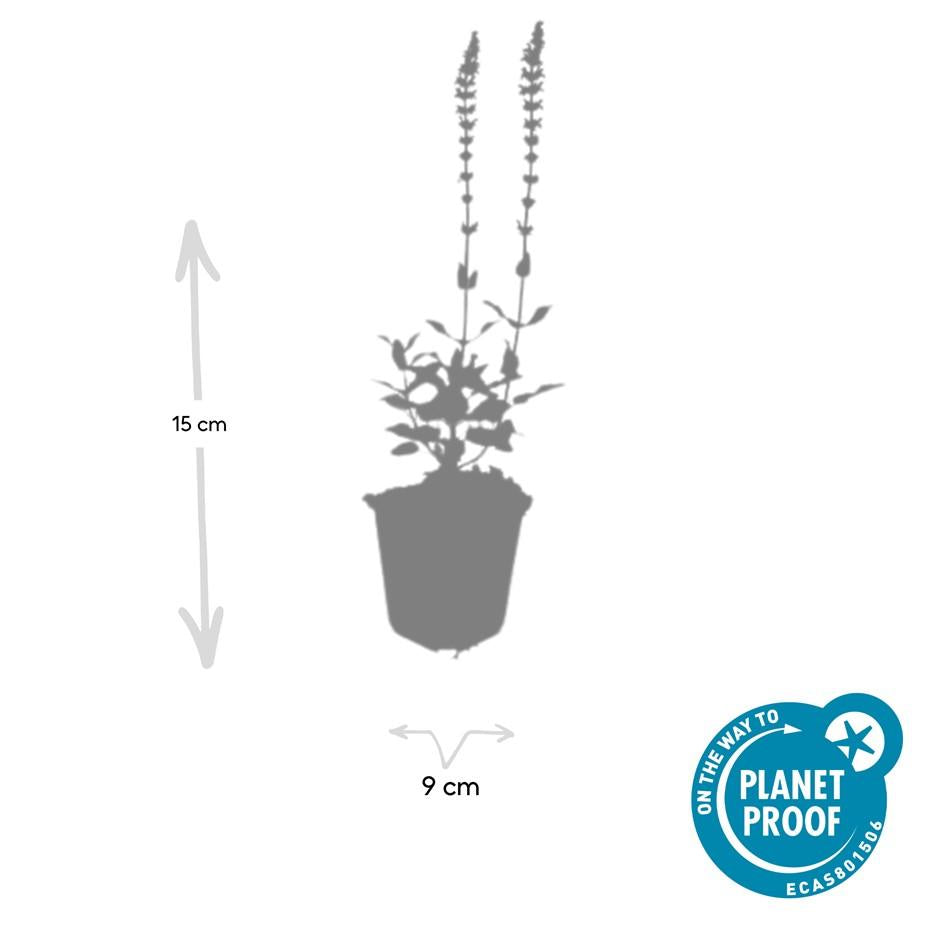 6x Salvia nem. 'Caradonna' - ↕10-25cm - Ø9cm