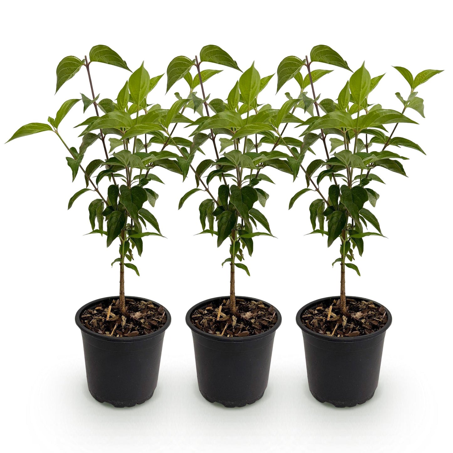 Green boutiQ - Tuinplant - Cornus kousa chinensis - Bloem Wit - 3 Planten - Bladverliezend - Weinig Onderhoud - Pot 12cm Hoogte 35cm