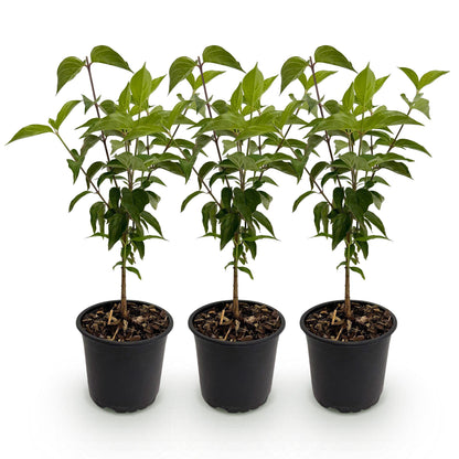 Green boutiQ - Tuinplant - Cornus kousa chinensis - Bloem Wit - 3 Planten - Bladverliezend - Weinig Onderhoud - Pot 12cm Hoogte 35cm