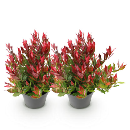 Green boutiQ - Tuinplant - Leucothoe Little Flame - Rood - 2 Planten - Groenblijvend - Weinig Onderhoud - Pot 17cm Hoogte 40cm