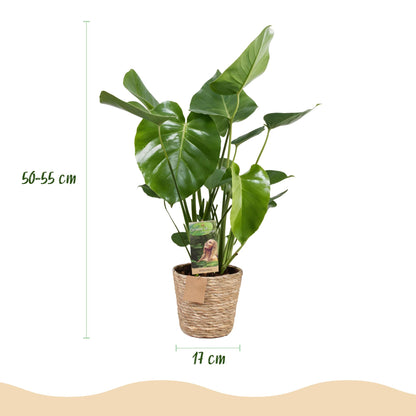 Green BoutiQ - Green is... Kamerplanten - Monstera Deliciosa - Gatenplant - Weinig onderhoud - met mand - Groen - 2 Planten - Pot 17cm - Hoogte 50-55cm
