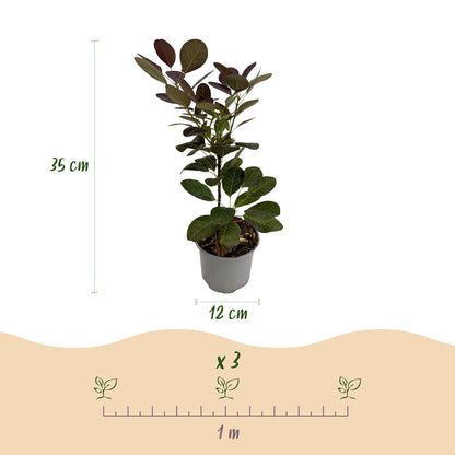 Green boutiQ - Tuinplant - Cotinus coggyria Tricolour - Paars-Groen-Geel - 3 Planten - Bladverliezend - Weinig Onderhoud - Pot 12cm Hoogte 35cm