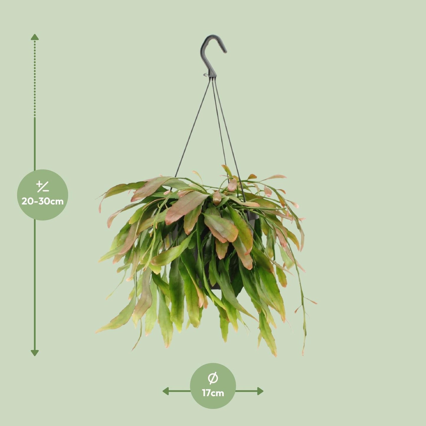 Rhipsalis Red Coral - Ø17cm - ↕25cm