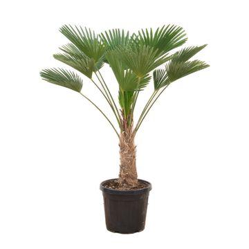 Trachycarpus wagnerianus - 130cm