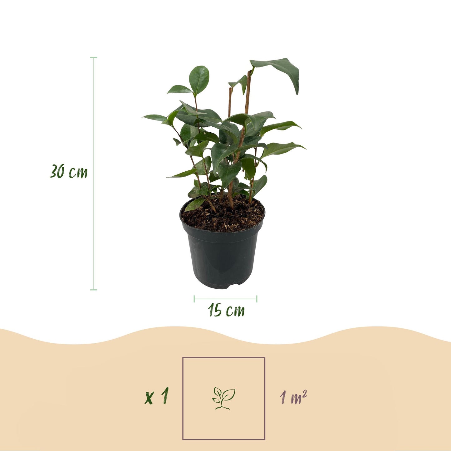 Green boutiQ - Heesters - Camelia japonica Tricolour - Bloem Roze, Wit en Rood - 3 Planten - 1 m2 - Groenblijvend - Pot 15cm Hoogte 30cm