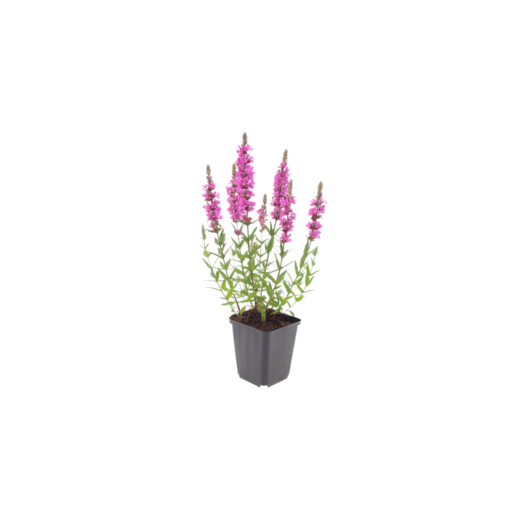 12x Lythrum salicaria - ↕10-25cm - Ø9cm