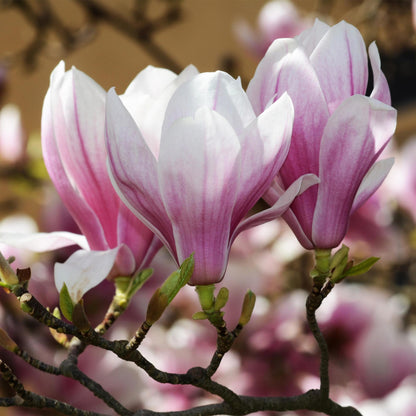 Green boutiQ - Tuinplant - Magnolia soulangeana - Bloem Roze - 3 Planten - Bladverliezend - Weinig Onderhoud - Pot 12cm Hoogte 30cm