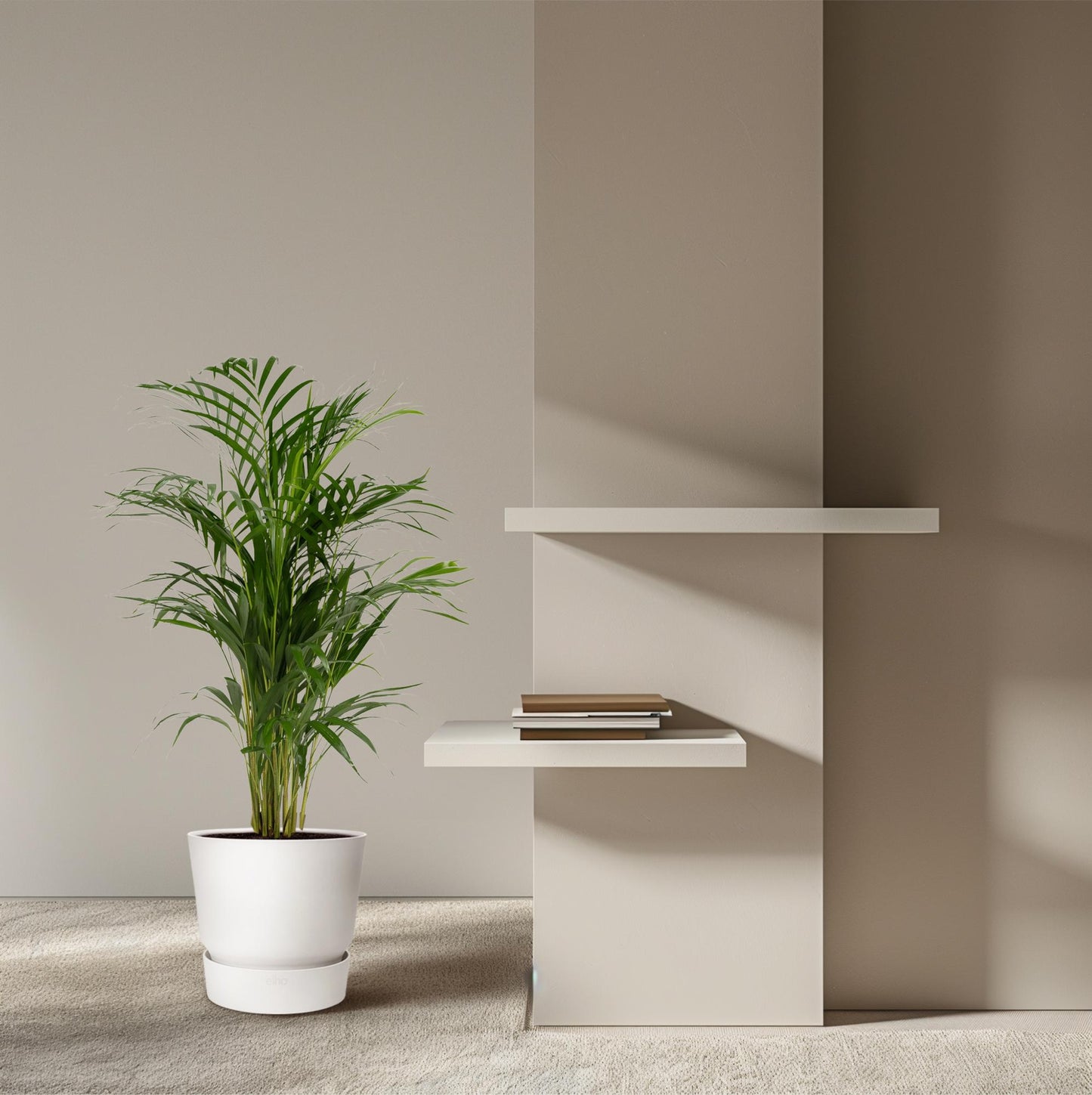 Areca palm - Ø17cm - ↕70cm