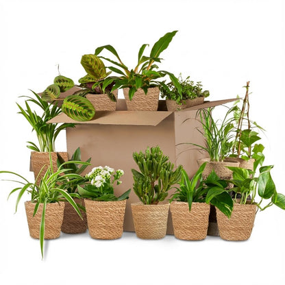 Groene Tweede Kans Box (12 stuks) - incl. 12 x mand Zeegras