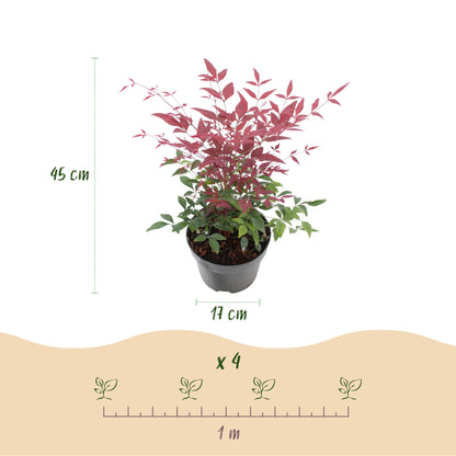 Green boutiQ - Tuinplant - Nandina Tricolour - Geel & Rood & Oranje - 3 Planten - Groenblijvend - Weinig Onderhoud - Pot 17cm Hoogte 45cm