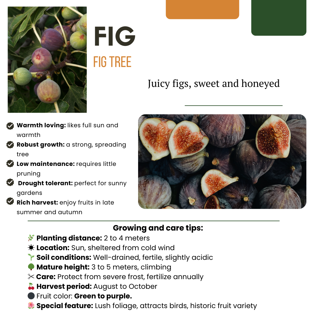 3 x Biologische Vijgenbomen - Ø 13 cm - ↨ 20 cm