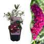Green boutiQ - Vlinderstruik - Buddleja davidii Royal Red - Bloem Rood - 1 Plant - Bladverliezend - Vlinderlokkend -  Pot 17cm Hoogte 25cm