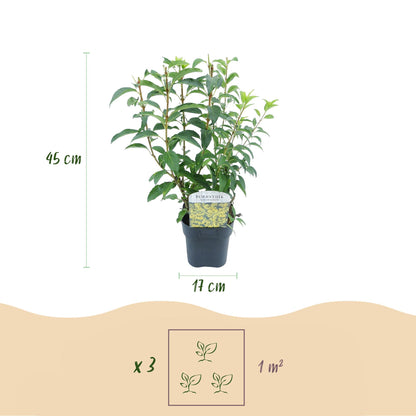 Green boutiQ - Heesters - Forsythia intermedia Goldrauch  - Bloem Geel - 1 Plant - Bladverliezend - Weinig Onderhoud - Pot 17cm Hoogte 45cm
