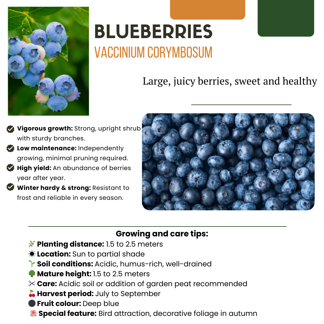 "Zomervruchten" BIO Fruitplanten mix set van 4 verschillende soorten