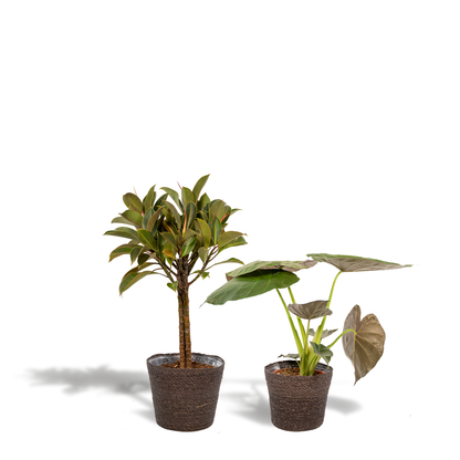 Ficus Elastica Melany - Ø21cm - ↕85cm + Alocasia Wentii - Ø19cm - ↕60cm + Mand Igmar