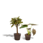 Ficus Elastica Melany - Ø21cm - ↕85cm + Alocasia Wentii - Ø19cm - ↕60cm + Mand Igmar
