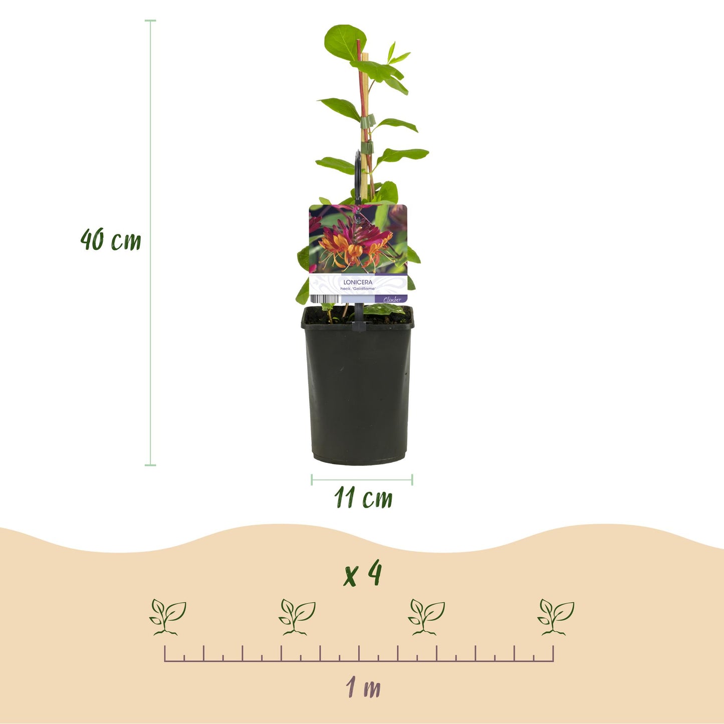 Green boutiQ - Klimplanten Rainbow - Clematis montana Rubens  Hedera helix lonicera Goldflame Campsis madame Galen   - Jaarrond kleur - 4 planten - Pot 11cm Hoogte 40cm