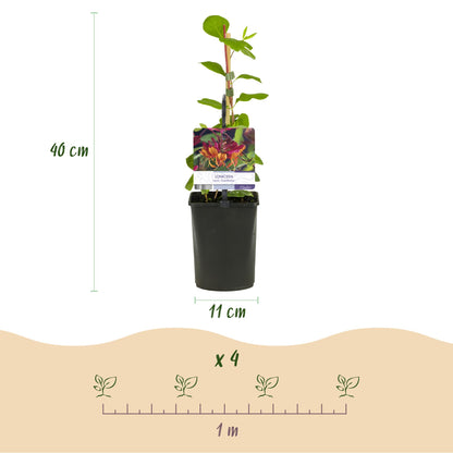 Green boutiQ - Klimplanten Rainbow - Clematis montana Rubens  Hedera helix lonicera Goldflame Campsis madame Galen   - Jaarrond kleur - 4 planten - Pot 11cm Hoogte 40cm