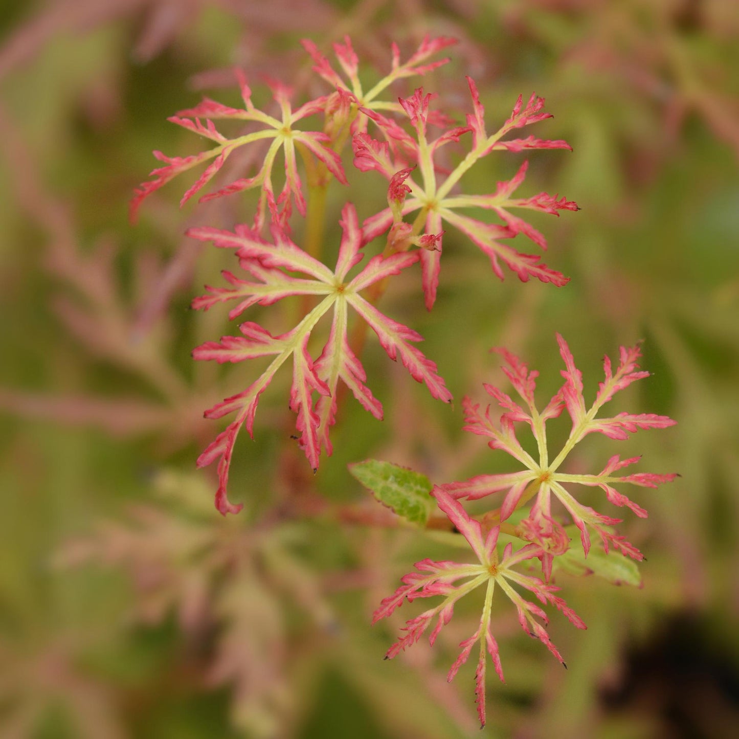 Green boutiQ - Tuinplant - Acer palmatum Seiryu - Groen 3 Planten - Bladverliezend - Weinig Onderhoud  - Pot 12cm Hoogte 35cm