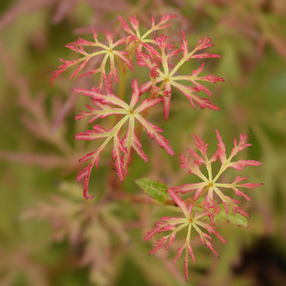 Green boutiQ - Tuinplant - Acer palmatum Seiryu - Groen 3 Planten - Bladverliezend - Weinig Onderhoud  - Pot 12cm Hoogte 35cm