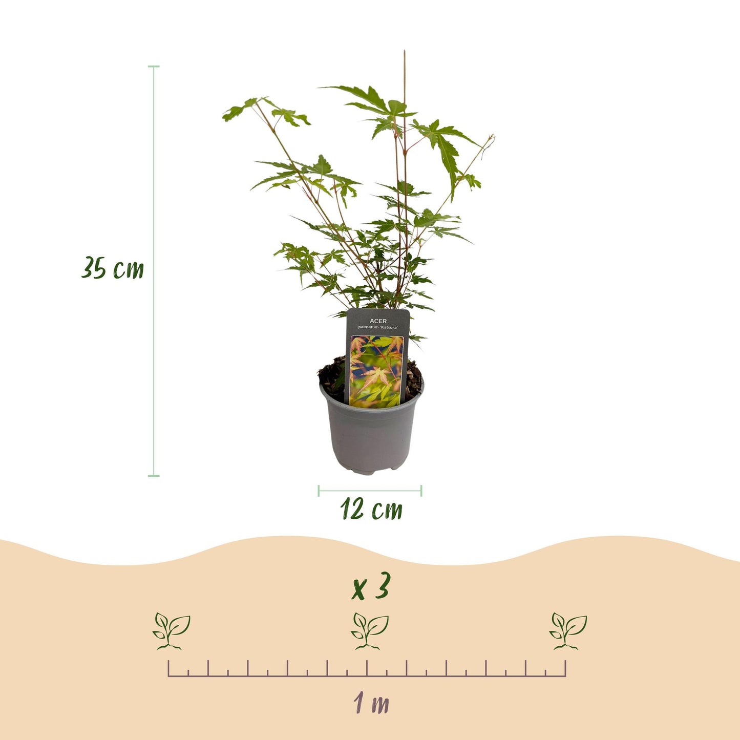 Green boutiQ - Tuinplant - Acer palmatum Sangokaku - Groen - 3 Planten - Bladverliezend - Weing Onderhoud - Pot 12cm Hoogte 35cm