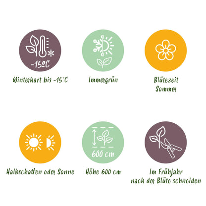 Green boutiQ - Tuinplant - Magnolia grandiflora - Bloem Wit - 3 Planten - Bladhoudend - Weinig Onderhoud - Pot 12cm Hoogte 30cm