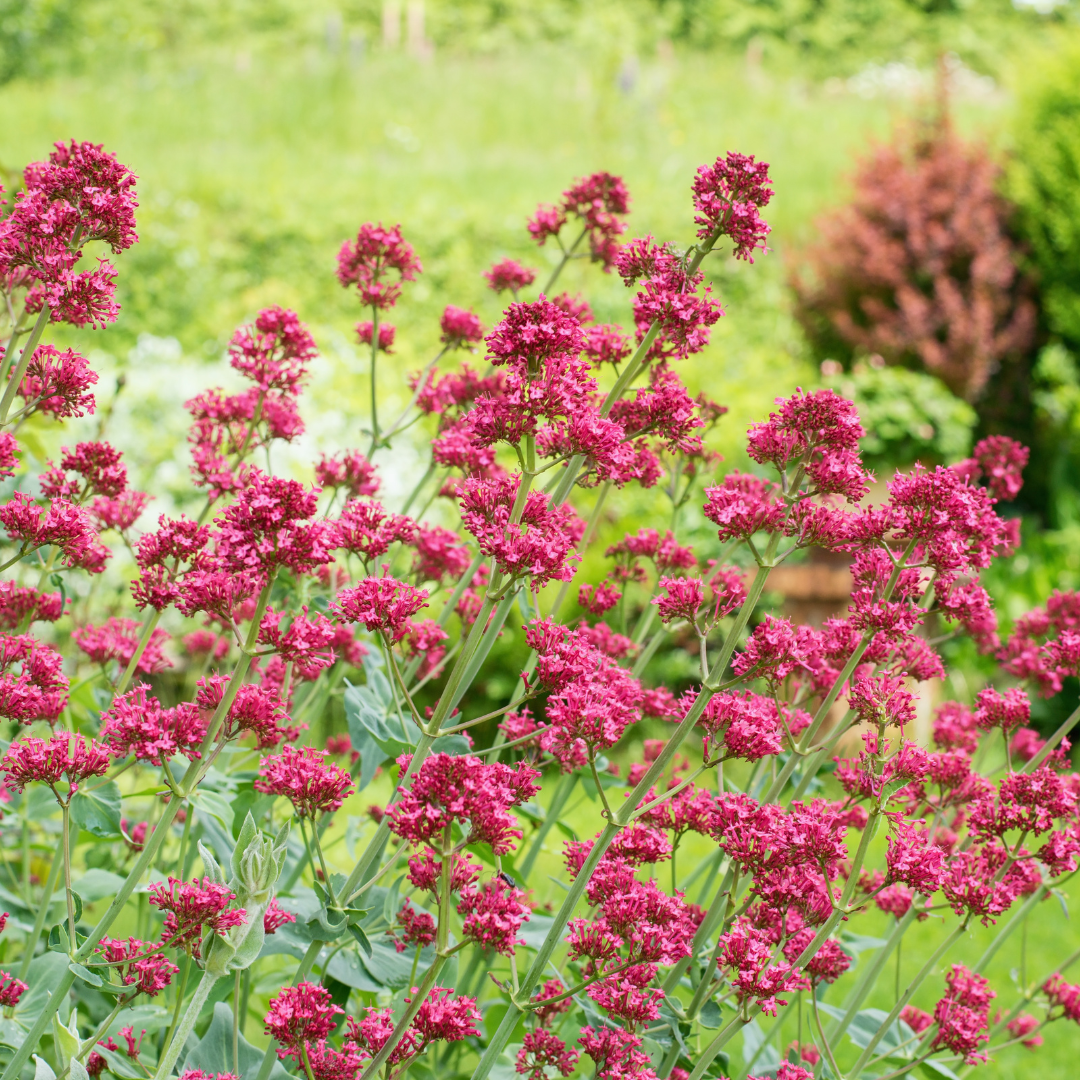 12x Centranthus ruber 'Coccineus' - ↕10-25cm - Ø9cm