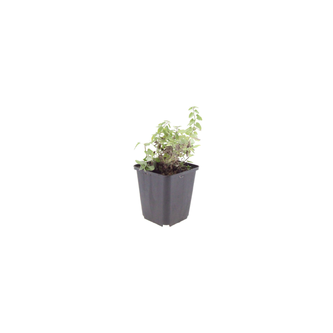 12x Nepeta 'Grol' - ↕10-25cm - Ø9cm