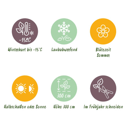 Green boutiQ - Tuinplant - Cotinus coggyria Tricolour - Paars-Groen-Geel - 3 Planten - Bladverliezend - Weinig Onderhoud - Pot 12cm Hoogte 35cm