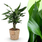 Green BoutiQ - Green is... Kamerplanten - Dracaena fragrans Steudneri - Drakenbloedboom - Weinig onderhoud - met mand - Groen - 1 Plant - Pot 17cm - Hoogte 50-55cm