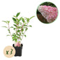 Green boutiQ - Pluim Hortensia - Hydrangea panniculata Vanille Fraise - Bloem Wit Roze  - 3 Planten 1 m2 - Bladverliezend - Grote Bloemen - Pot 17cm Hoogte 50cm
