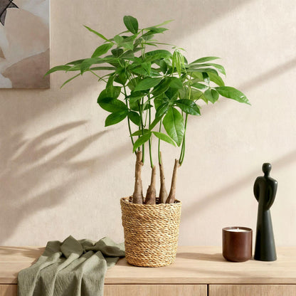 Green BoutiQ - Green is... Kamerplanten - Pachira Aquatica multi stam - Geldboom - Weinig onderhoud - Groen - 2 Planten - Pot 17cm - Hoogte 50-55cm